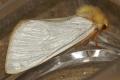 Moths: Ghost Swift (Hepialus humuli)